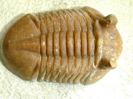 Asaphus kotlukovi