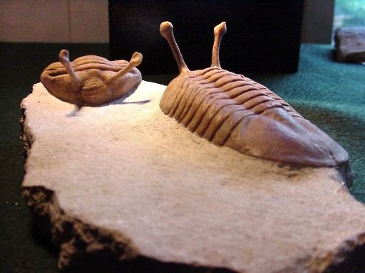 Asaphus Kowalewski Russian trilobites