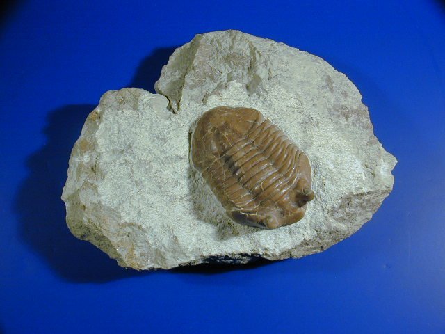 Asaphus latus Russian trilobite