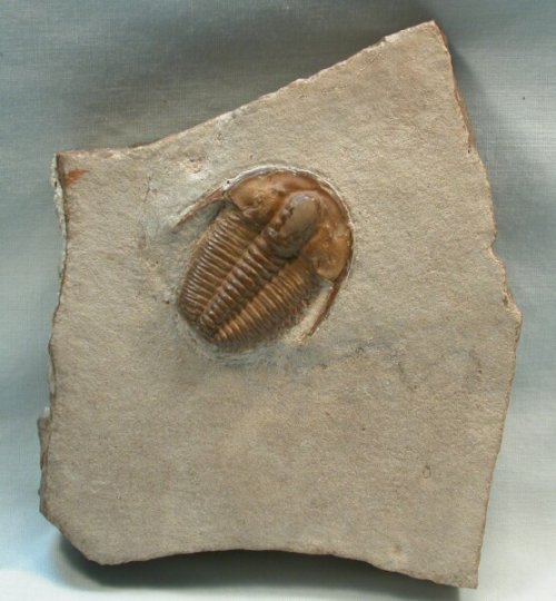 Ancient Russian Cambrian Trilobite Bergeroniellus asiaticus