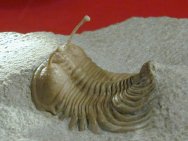 Russian Trilobite Cybele bellatula