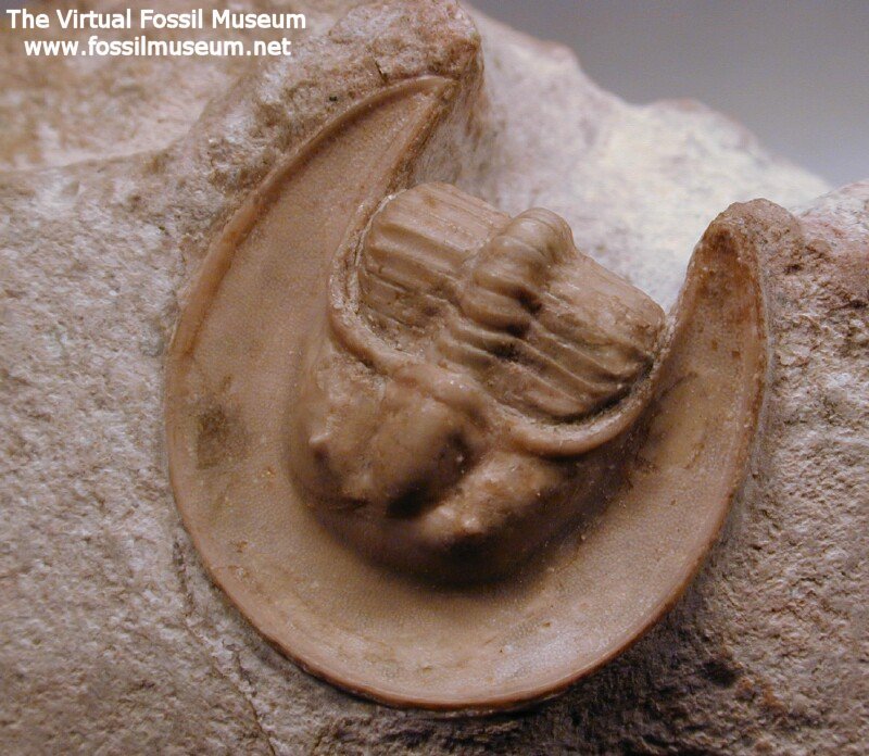 Harpides plautini Russian trilobite