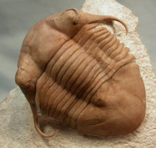 Illaenus tauricornis Russian Trilobite