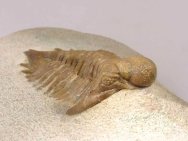 Metopolichas verrucosus  Russian Trilobite