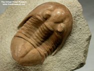 Rare Pseudoasaphus tecticaudatus Trilobite