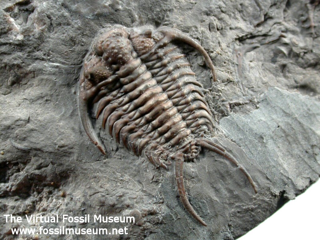 Canada Ceraurus Globulobatus Trilobite