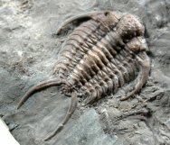 Ceraurus globulobatus Canada trilobite