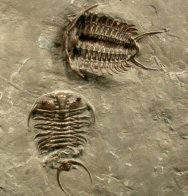 Ceraurus Trilobites