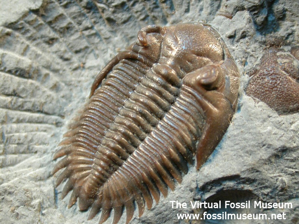 Greenops boothi Canadian Trilobite