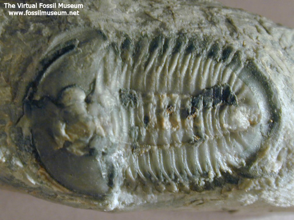 Housia Canada Trilobite