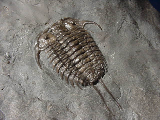 Leviceraurus Canadian Trilobite