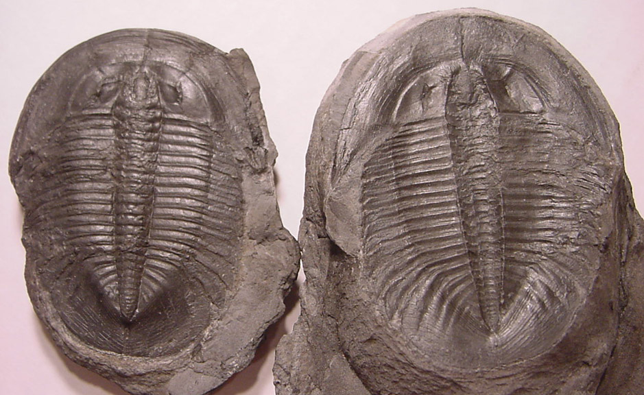 Pterocephalia norfordi Canadian Trilobite