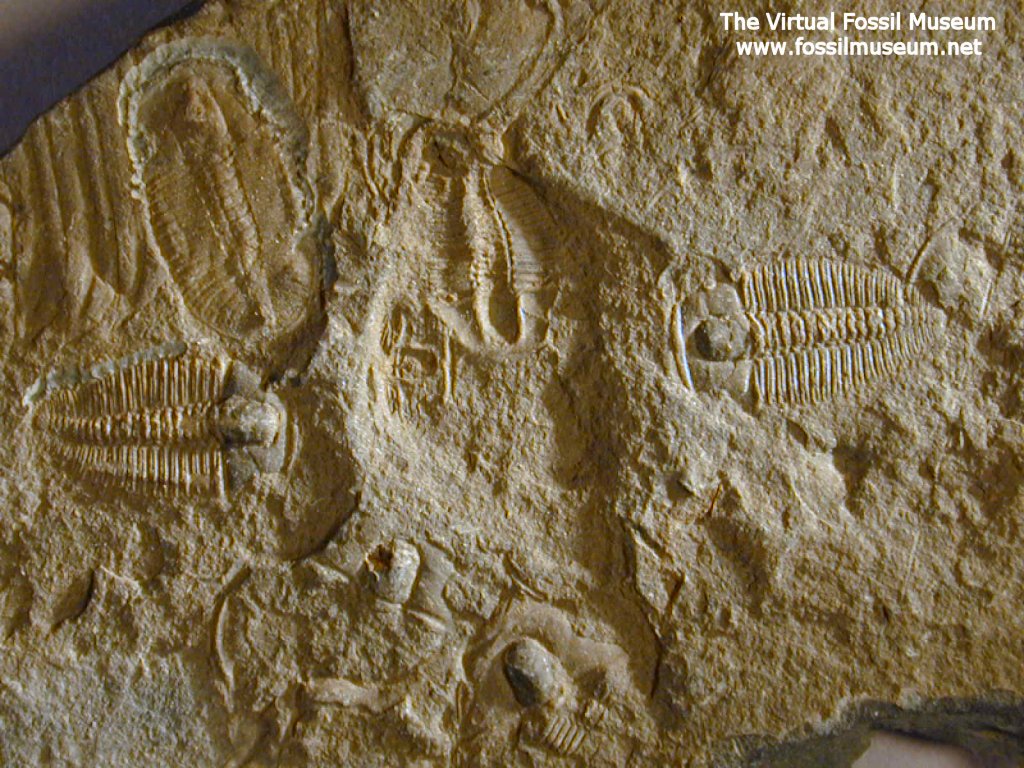 Trilobites from Burgess Shale