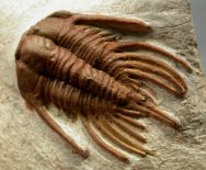 Anacheirurus (Lehua) Trilobite