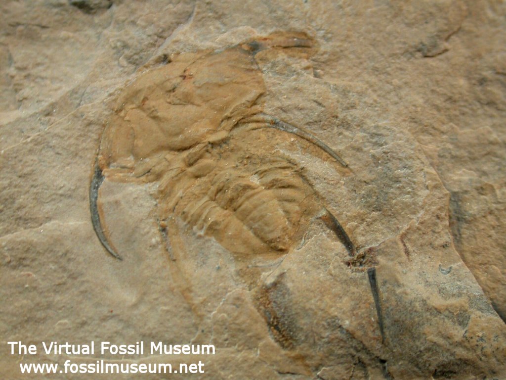 Albertella longwelli Trilobite