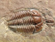 Amecephalus piochensis Trilobite