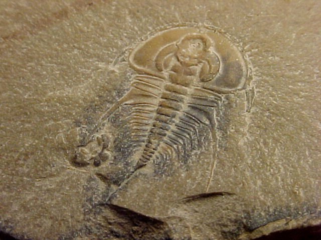 Nevada Lower Cambrian Relichiid Trilobite Olenellus terminatus