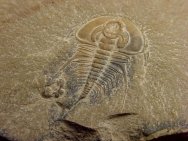 Olenellus terminatus Trilobite