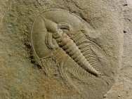 Olenellus chiefensis Trilobite