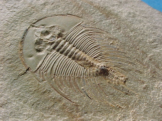 Nevada Cambrian Trilobite Olenellus gilberti  