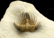 Laethoprusia Lichida Oklahoma Trilobite 