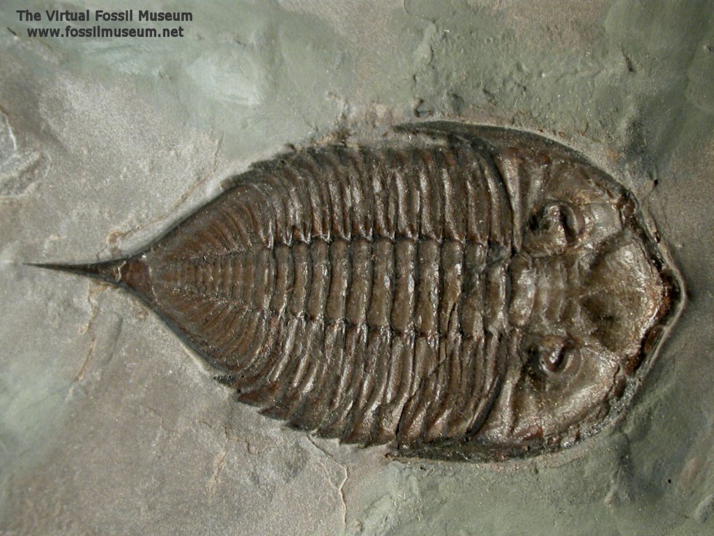 Dalmanites limulurus Silurian Trilobite