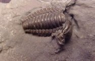 Carolinites Trilobite