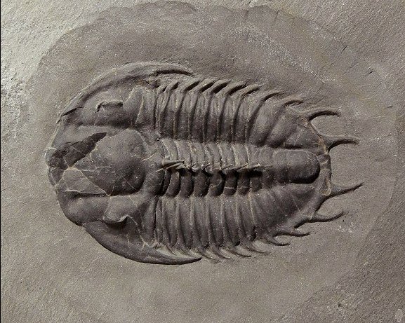 Dorypyge swasii Trilobite