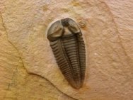 Menomonia Trilobite