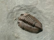 Pseudocybele lemurei Trilobite