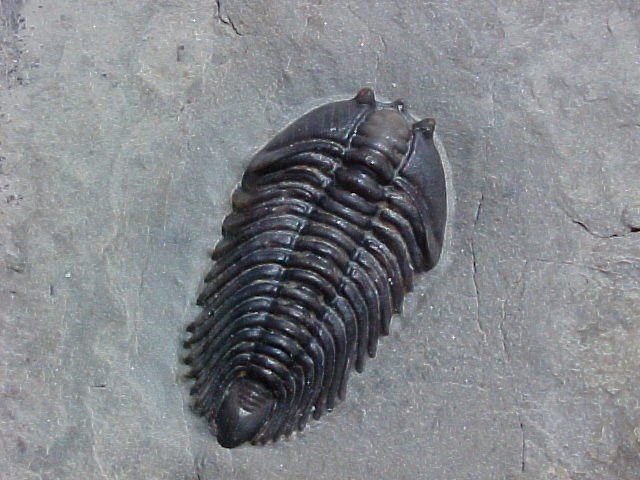 Pseudocybele nasuta Trilobite