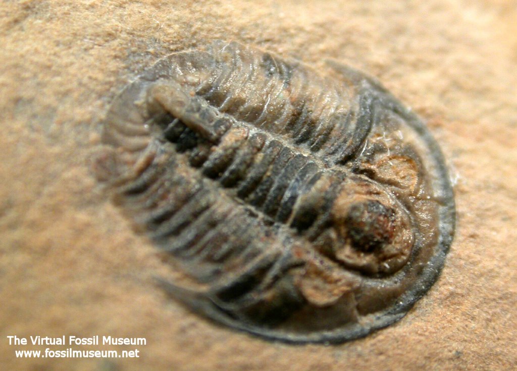 Weeksina unispina Trilobite