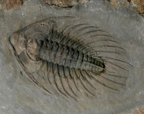 Zacanthoides