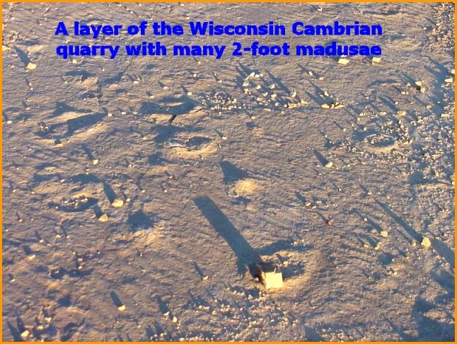 Cambrian madusae jelly fish fossil from Central Wisconsin quarry