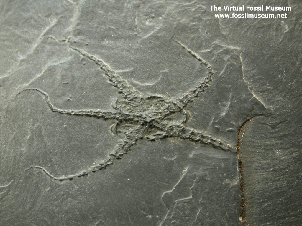 Bundenbach Hunsruck Slate Brittlestar Fossil