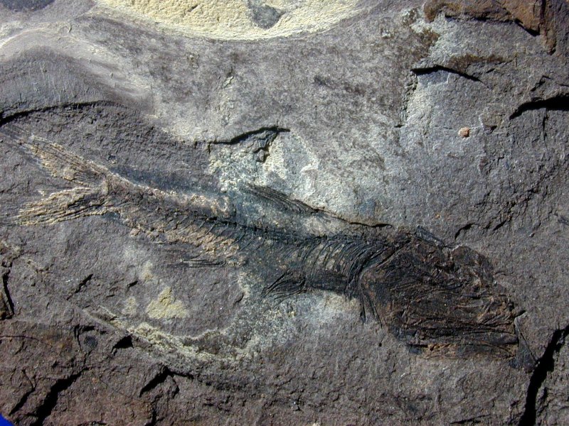 Eomyctophum Fish Fossils