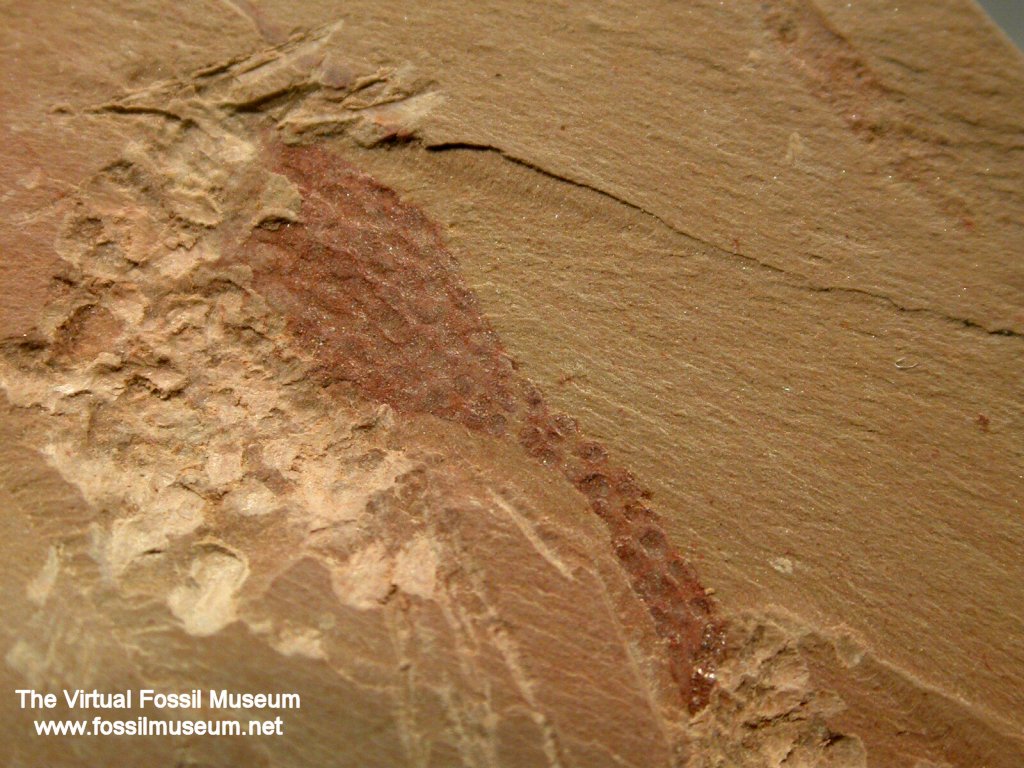 Echinoderm Chengjiang Fossils