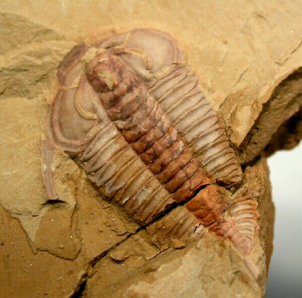 Eoredlichia intermedia Trilobite Chengjiang