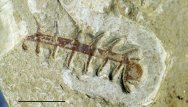 Hallucigenia Chengjiang