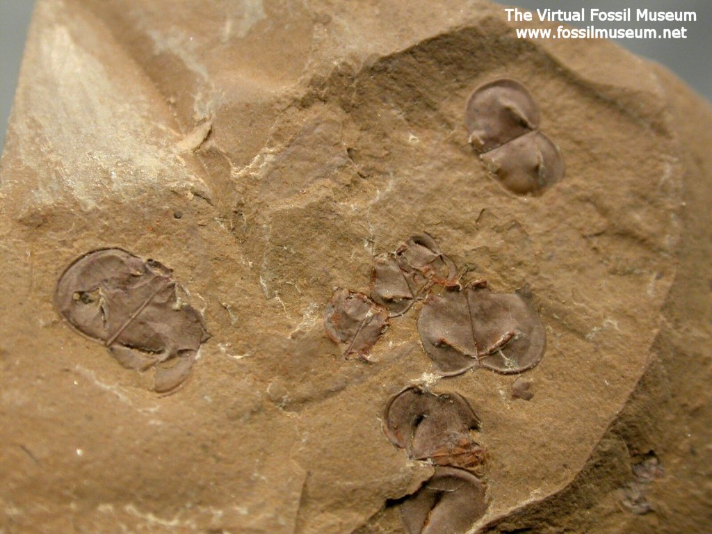 Kunmingella Chengjiang Fossils