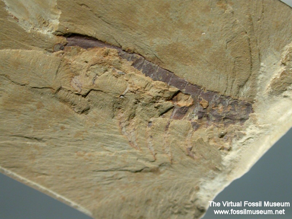 Mafangocaris multinodus from Chengjiang