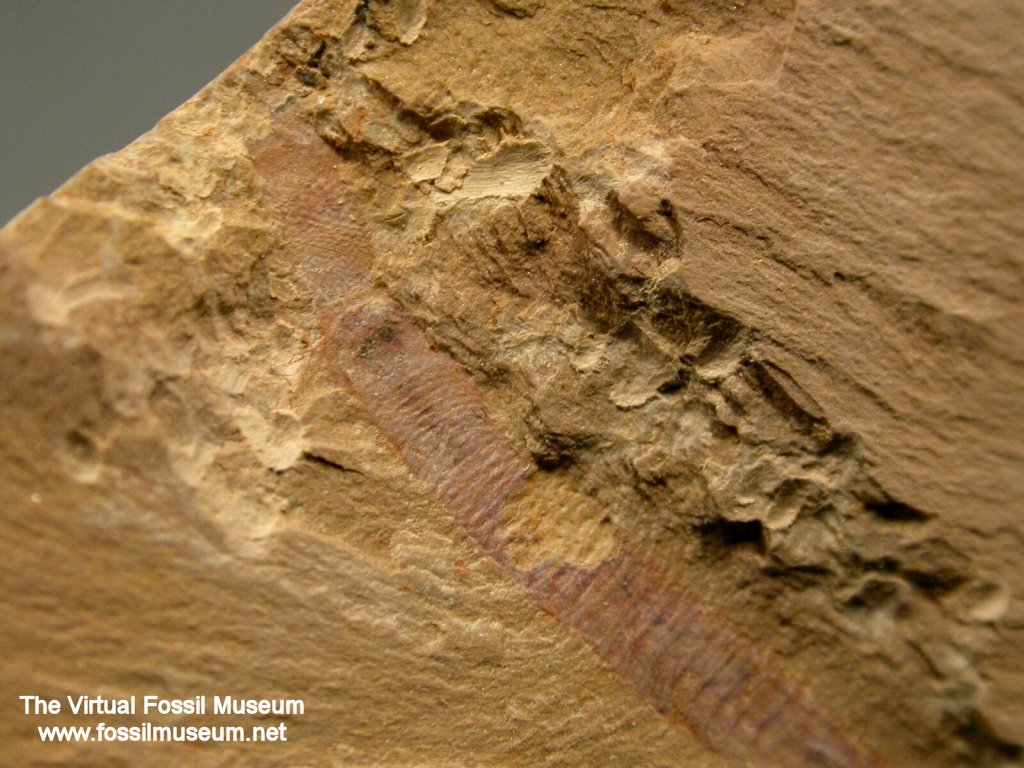 Maotianshania cylindrica Fossil Worm