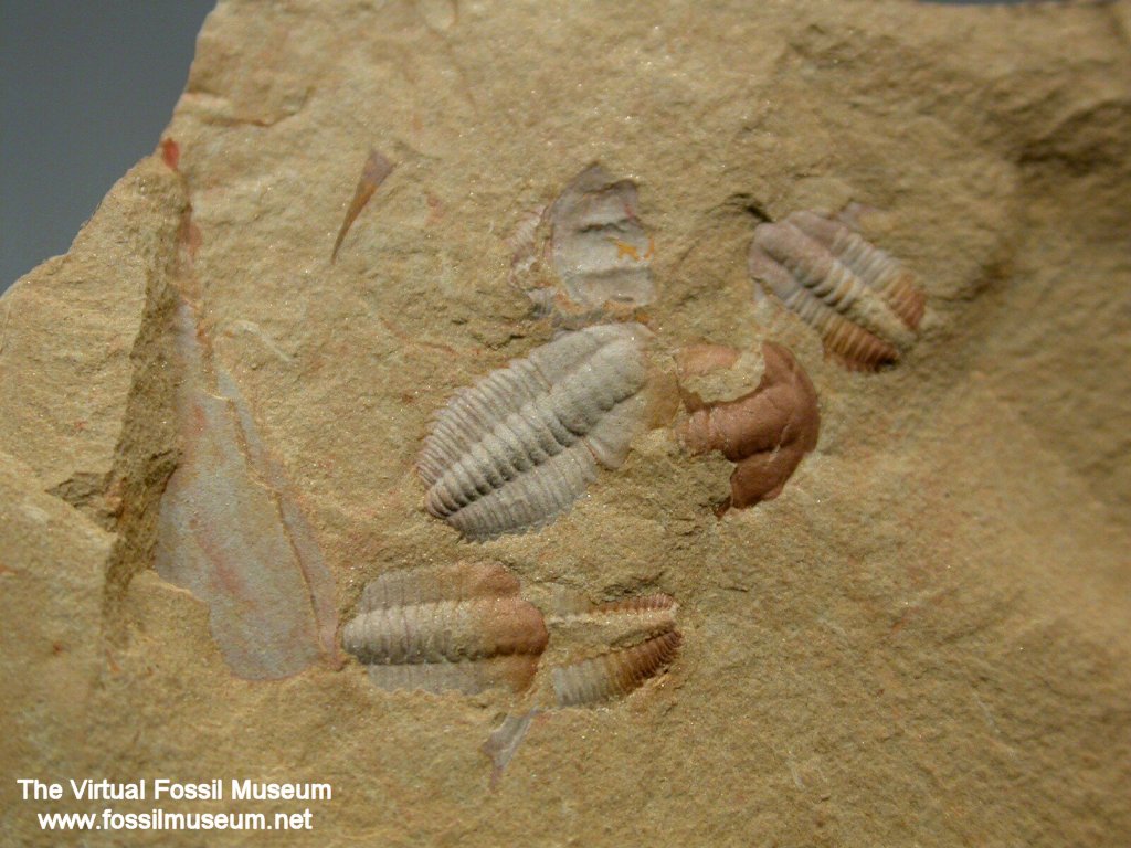 Palaeolenus lantenoisi Trilobites