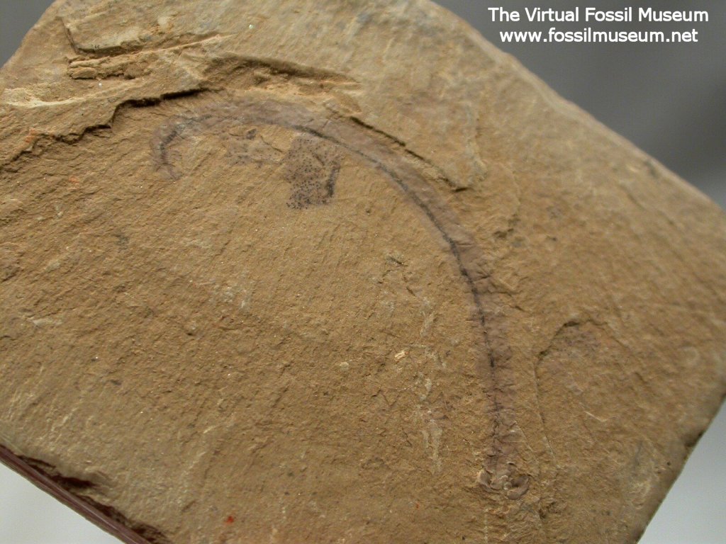 Paleoscolex Worm from Chengjiang Biota