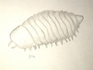 Parapaleomerus