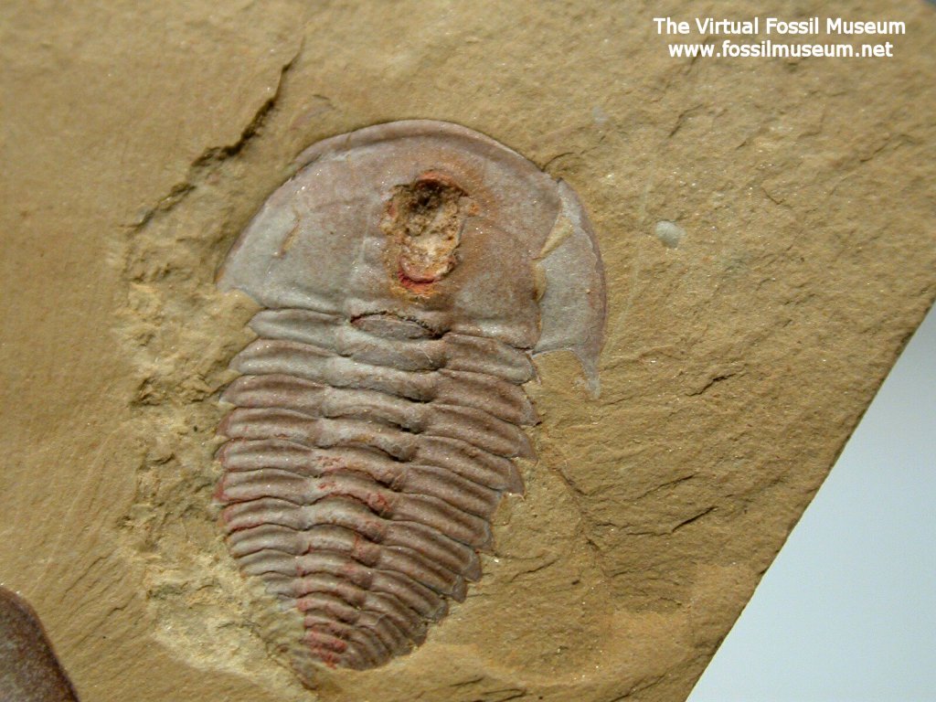 Wutingasps tingi Trilobite from Chengjiang Maotianshan Shale