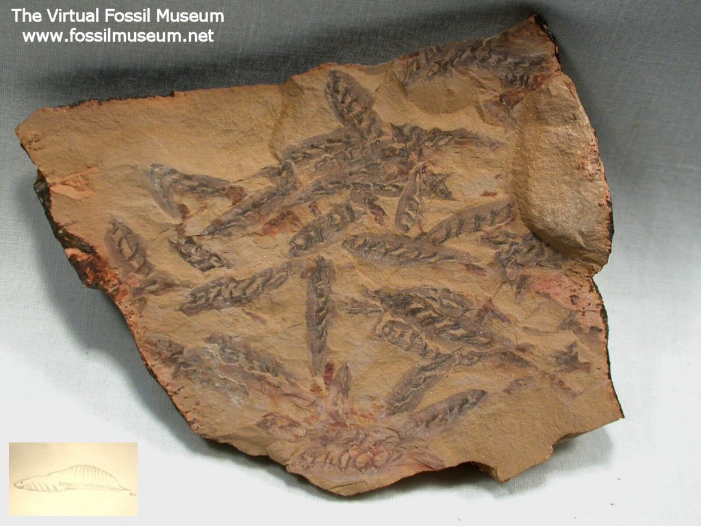 Haikouella lanceolata Chengjiang Fossils