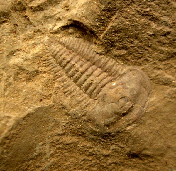 Yunnanocephalus yunnanensis