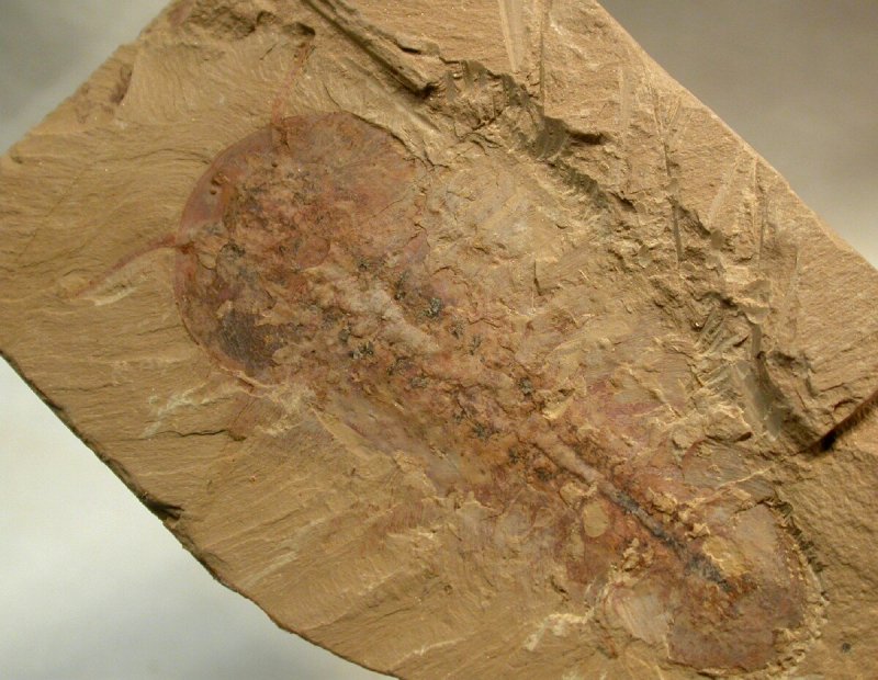 Chengjiang Biota Soft Bodied Trilobite Fossil