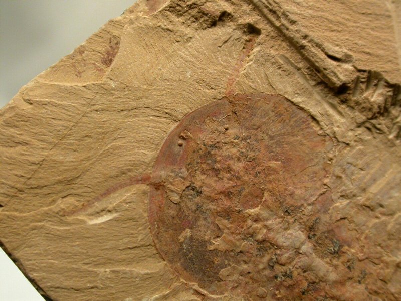 Chengjiang Biota Soft Bodied Trilobite Fossil Antennae